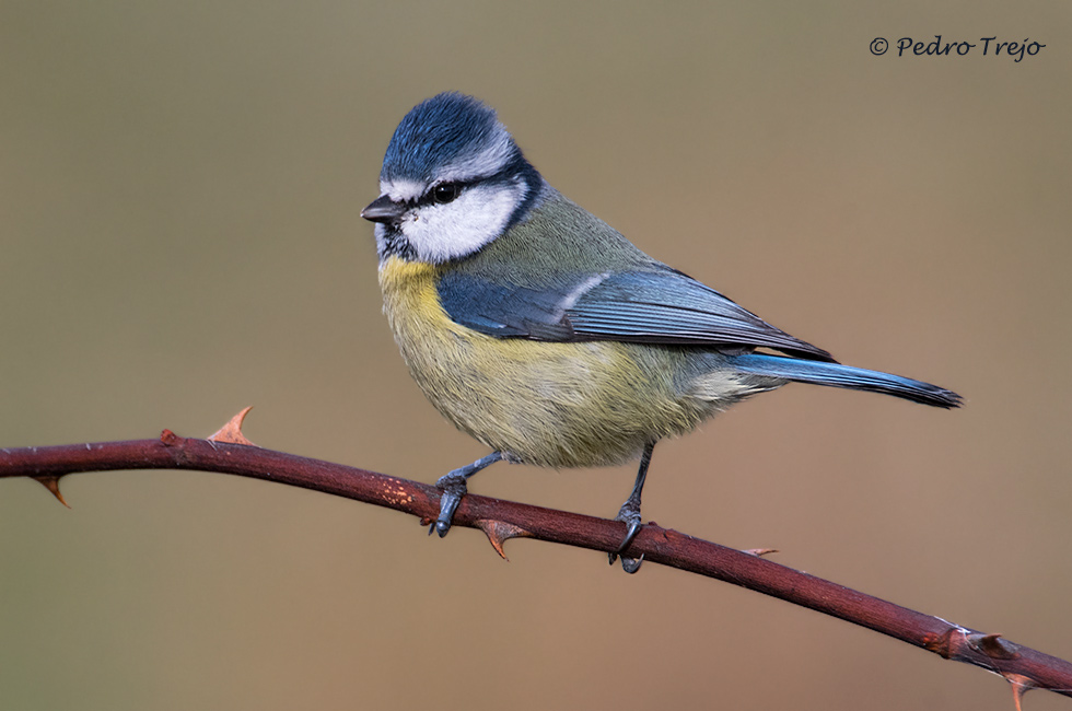 Herrerillo común (Parus caeruleus)